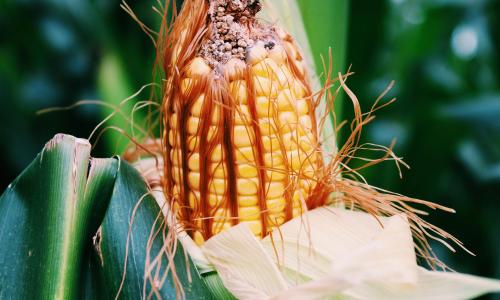 Cob of corn with the husk partially removed