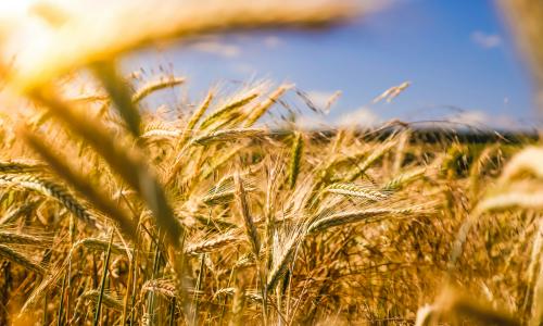 Soil Amendment Tonnage