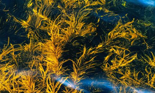 Seaweed flowing under the water