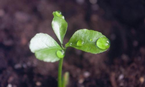 Citrus plant seedling with leaves covered with water drops growing in the soil