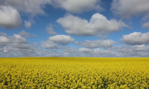 Field of canola