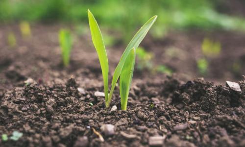 Green sprouting plant in soil