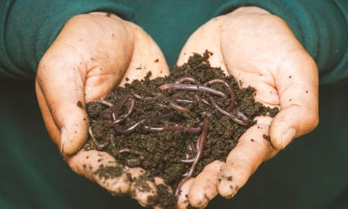 Hands holding a pile of dirt with worms