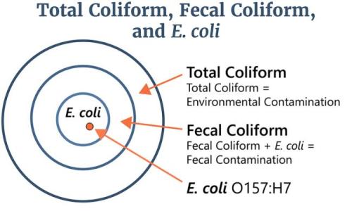 Coliform Explanation 