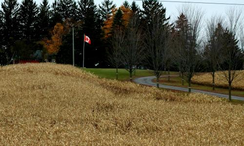 Field and flag