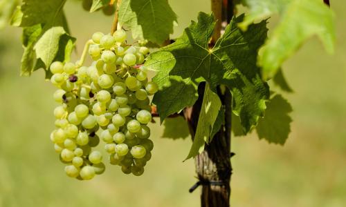 Picture of green grapes on the vine