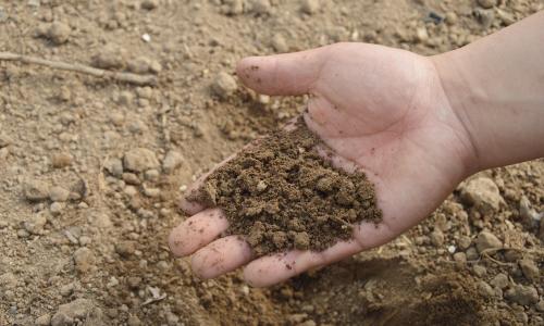 Soil in hand