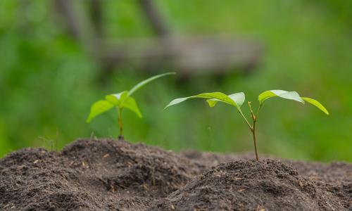small plant in soil