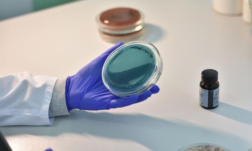 Gloved hand holding petri dish
