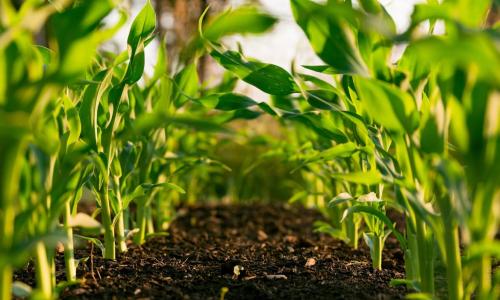 Young corn plants growing in soil