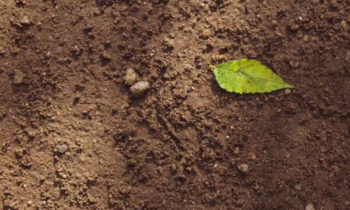 green leaf on brown soil