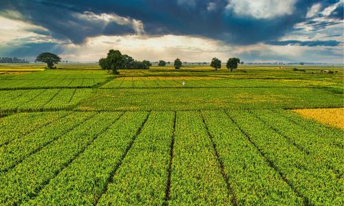 field trial